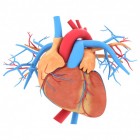 Hartaandoeningen en problemen met hart en bloedvaten
