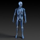 Skeletproblemen en afwijkingen aan skelet, bot & wervelkolom